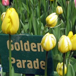 Tulipán Darwin 'Golden Parade'